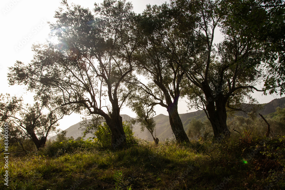Twisty trees in the sunlight. Among nature Twisty trees in the sunlight. Among nature