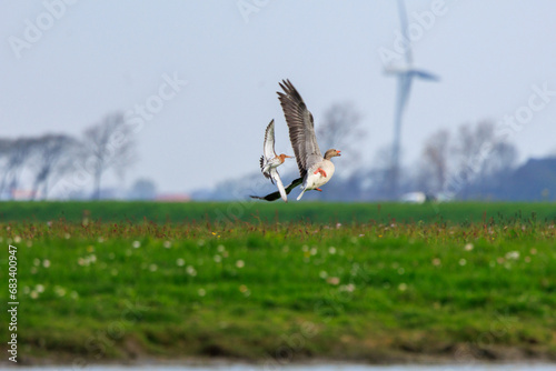 Greylag goose being chased by black tailed godwit in dutch landscape with wind turbine in the background