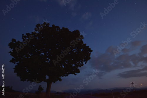 夜の美瑛のカシワの木