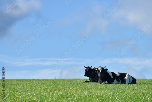 Two cows on a meadow in the Eifel mountains, Germany