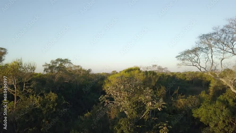 Aerial drone view of the Transpantaneira in the Tropical Wetland Pantanal, the biggest swamp area of the world and threatened by deforestation through illegal forest fires, Mato Grosso do Sul, Brazil Aerial drone view of the Transpantaneira in the Tropical Wetland Pantanal, the biggest swamp area of the world and threatened by deforestation through illegal forest fires, Mato Grosso do Sul, Brazil