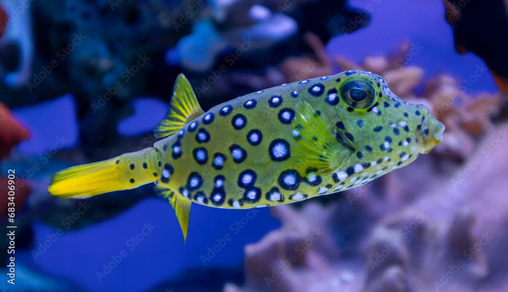 Fototapeta premium Close-up view of a Longhorn cowfish (Lactoria cornuta)