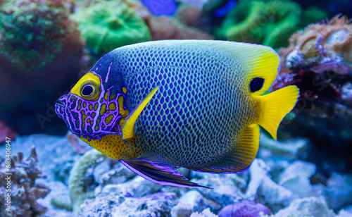 Close-up view of an adult blueface angelfish (Pomacanthus xanthometopon) photo