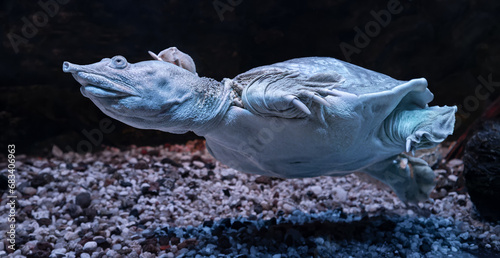 Close-up view of a Chinese softshell turtle (Pelodiscus sinensis) photo