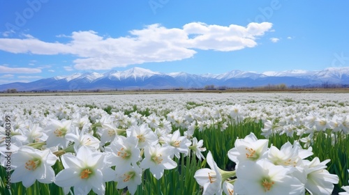 Springtime in the United States, Idaho, Fairfield, and the Field of Camas lilies . photo
