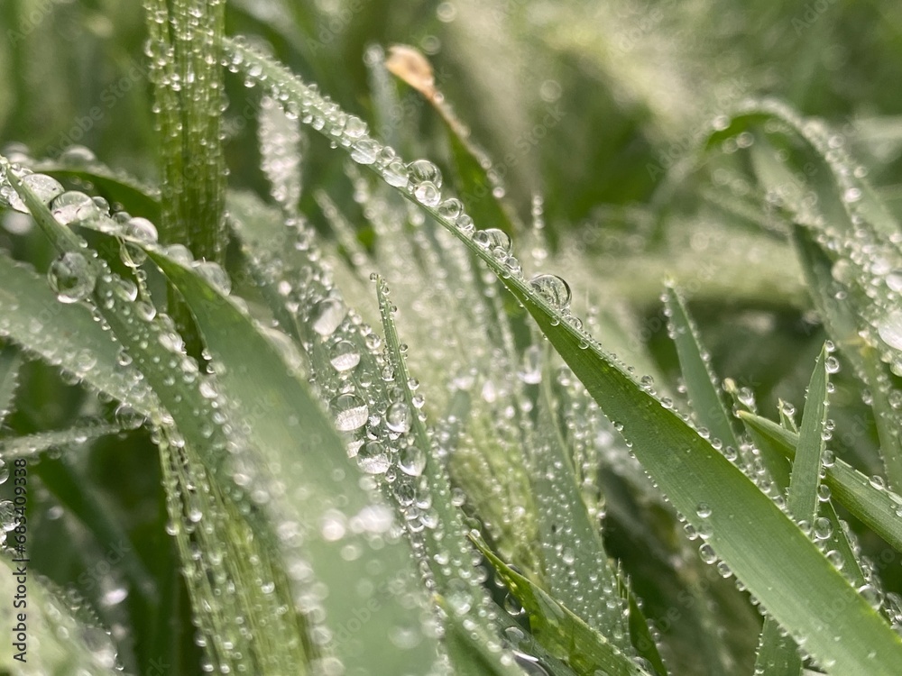 drops of dew on a grass drops of dew on a grass