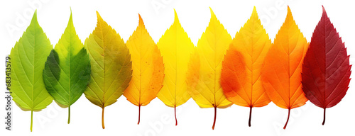 Colorful Autumn Leaf Rainbow Gradient Transition: From Green to Yellow and Red Leaves in a Row. Leaf Life Cycle Concept, Fall Foliage Isolated on White Background photo