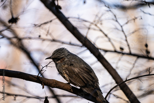 Konstfotografi A brown-eared bulbul sits on a tree branch.