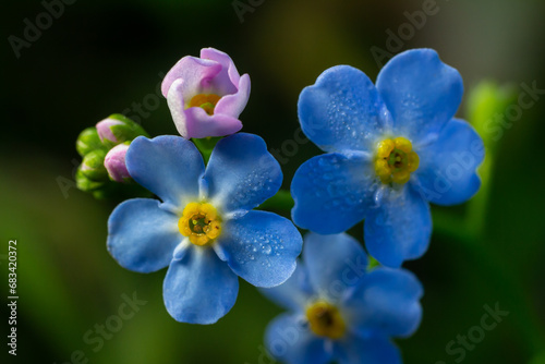 Small blue petals of forget-me-not flowers. Close-up © Oleh Marchak