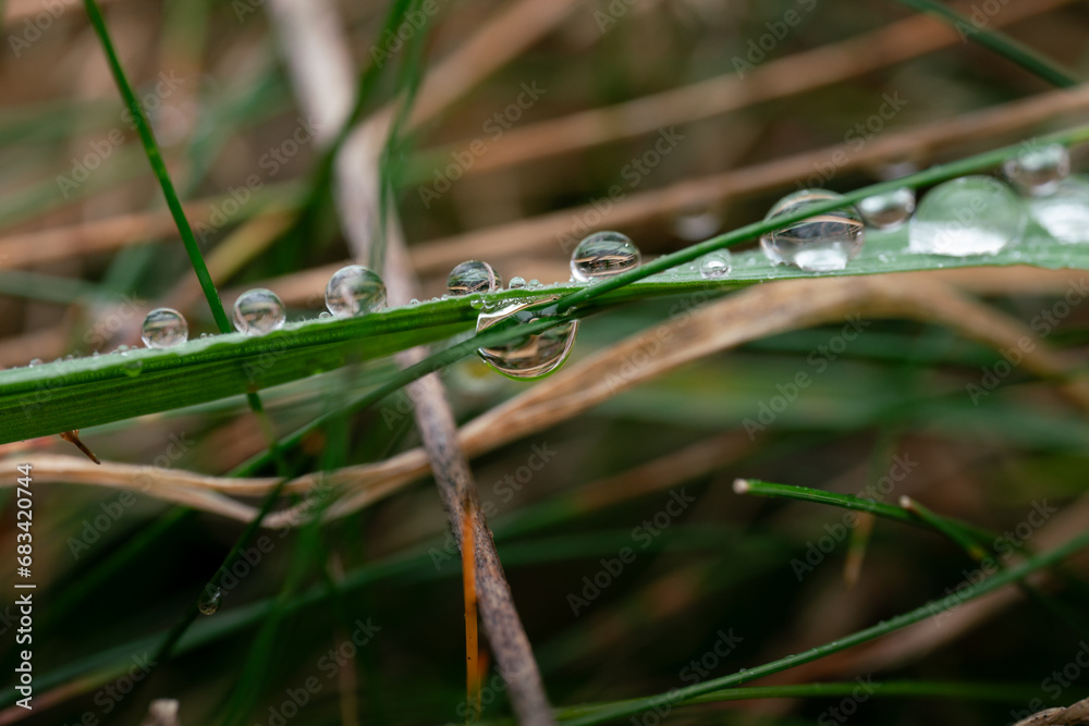Clear water drops on green grass