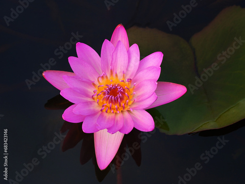 Close-up of lotus flowers
