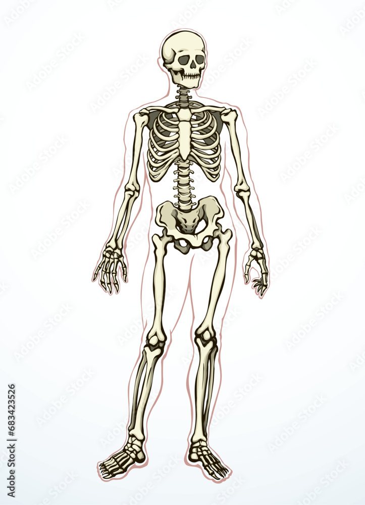 Human skeleton. Vector schematic drawing