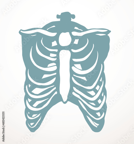 Vector drawing. Thorax and ribs
