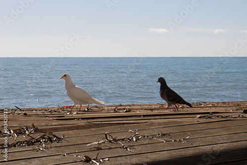 White and black dove walk near the sea