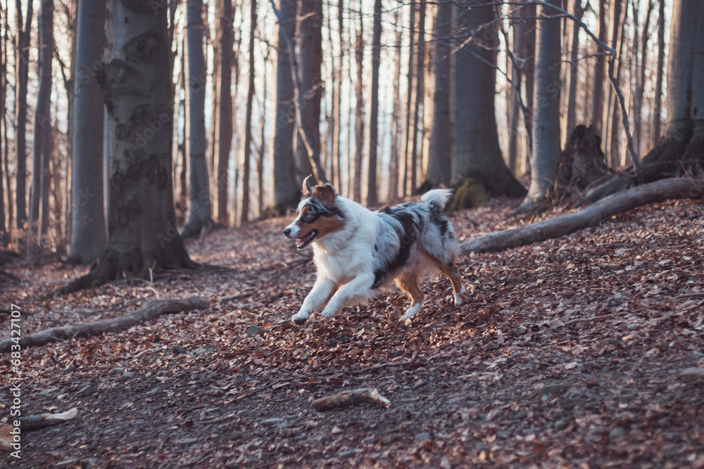 Portrait of Australian Shepherd puppy running in the forest with smiling and sticking out tongue in Beskydy mountains, Czech Republic. Joy of movement