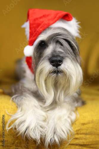 a schnauzer dog with a white beard and gray fur is wearing a Santa Claus New Year's hat. © Наталья Николаева