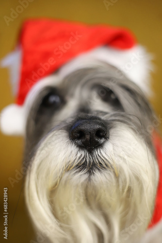 a schnauzer dog with a white beard and gray fur is wearing a Santa Claus New Year's hat. © Наталья Николаева