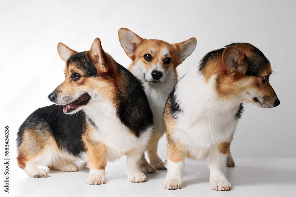 Pembroke Welsh Corgi portrait isolated on white studio background with copy space, family of three purebred dogs