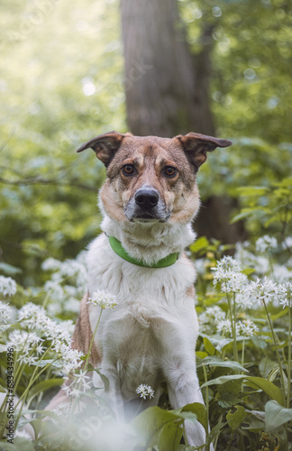 Fototapeta Naklejka Na Ścianę i Meble -  Portrait of a White and brown dog with a sad expression in a woodland covered with flowering bear garlic. Funny views of four-legged pets