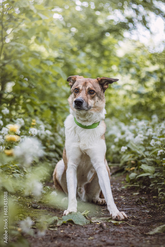 Portrait of a White and brown dog with a sad expression in a woodland covered with flowering bear garlic. Funny views of four-legged pets