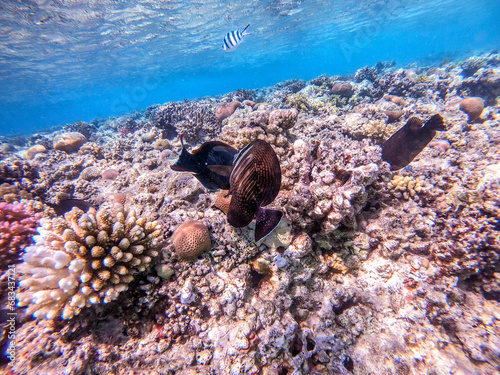 Red Sea sailfin tang or Desjardin's sailfin tang at coral reef..