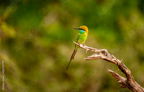 The blue-tailed bee-eater (Merops philippinus) is a near passerine bird in the bee-eater family Meropidae. It is widely distributed across South and Southeast Asia,Bird in Thailand.