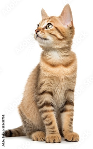 Thai Cat sitting and looking at the camera in front isolated of white background