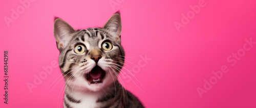Surprised cat with an open mouth on a pink background. Free space for product placement or advertising text.