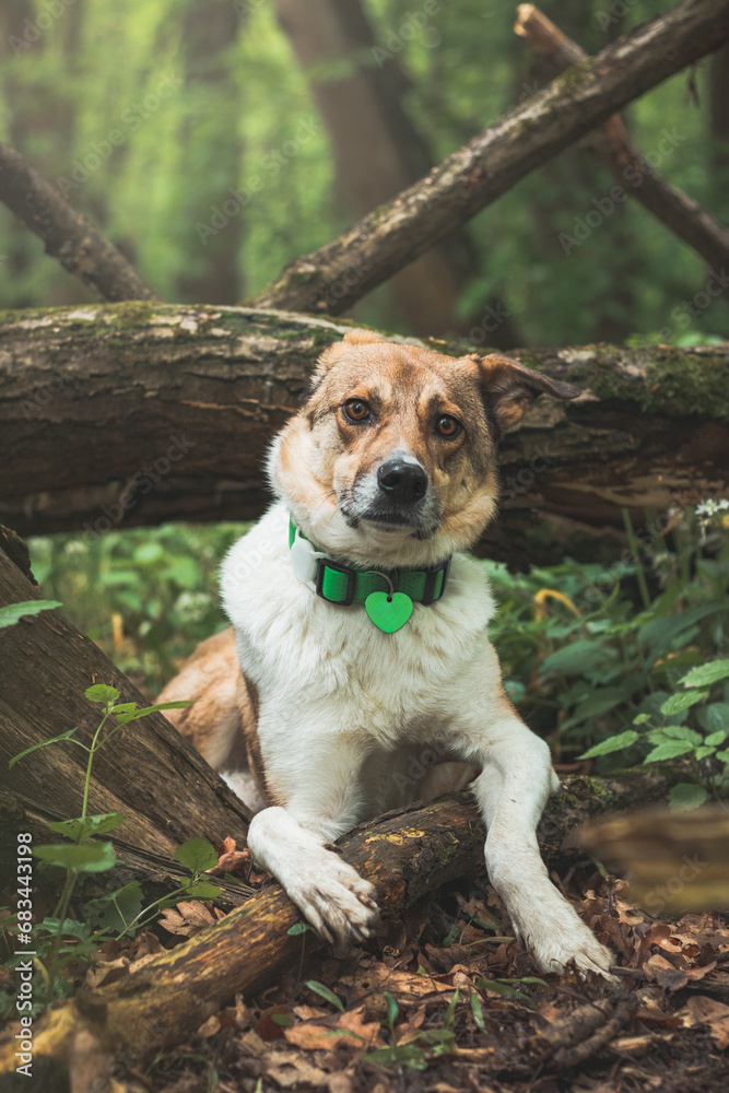 Portrait of a White and brown dog with a sad expression in a woodland covered with flowering bear garlic. Funny views of four-legged pets Portrait of a White and brown dog with a sad expression in a woodland covered with flowering bear garlic. Funny views of four-legged pets