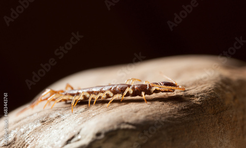 Brown centipede on stone