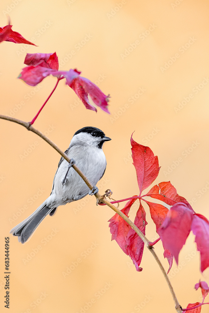 Obraz premium Fine art portrait of Willow tit perched on creeper plant (Poecile montanus)