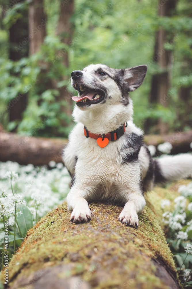 Black and white hybrid husky-malamute enjoying his stay in a woodland environment covered with bear garlic. Different expressions of the dog. Freedom for pet Black and white hybrid husky-malamute enjoying his stay in a woodland environment covered with bear garlic. Different expressions of the dog. Freedom for pet