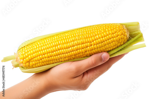 Hand holding yellow corn cob with background transparent photo