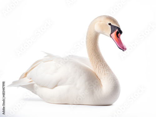 Swan Studio Shot Isolated on Clear White Background  Generative AI