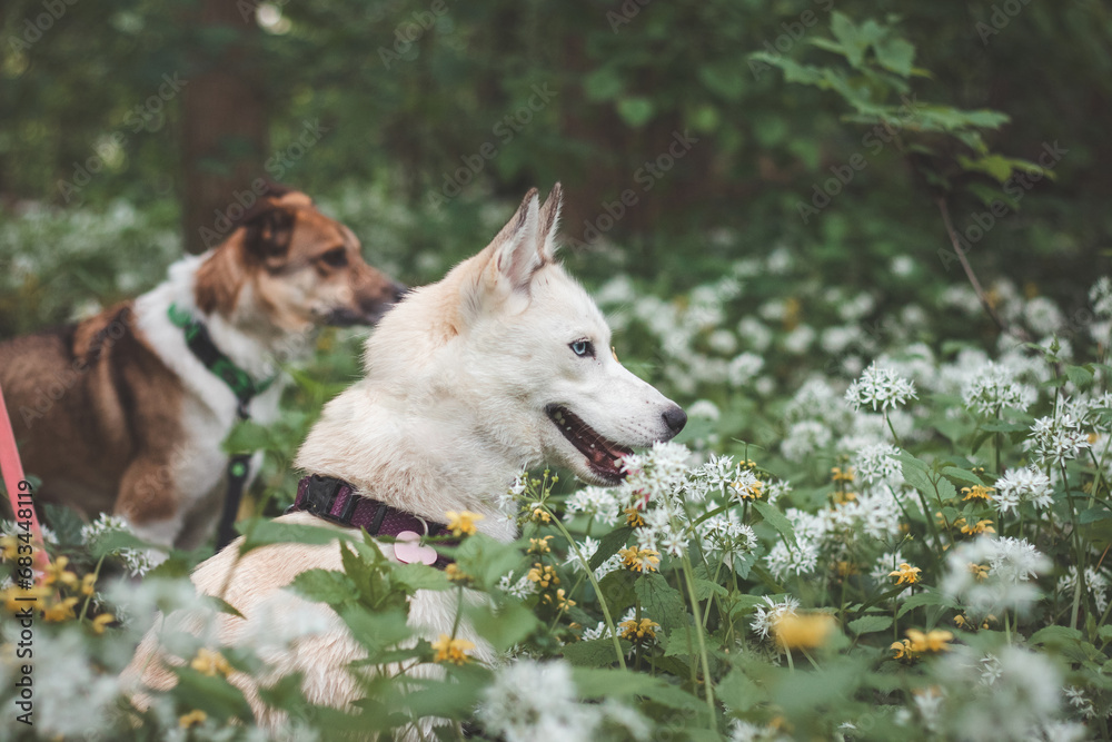 White Siberian Husky with piercing blue eyes standing in a forest full of bear garlic blossoms. Candid portrait of a white snow dog White Siberian Husky with piercing blue eyes standing in a forest full of bear garlic blossoms. Candid portrait of a white snow dog