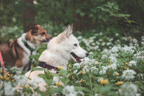 White Siberian Husky with piercing blue eyes standing in a forest full of bear garlic blossoms. Candid portrait of a white snow dog