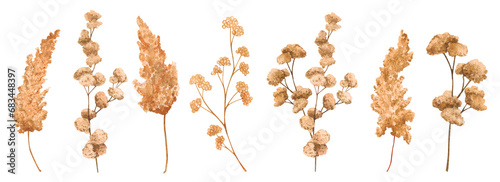 Set of Dried Flowers, Dead Flowers, Dry Herbs. Watercolor botanical illustration. Isolated elements for packaging design, logo, cards, wedding print, invitations, advertising, etc.. photo