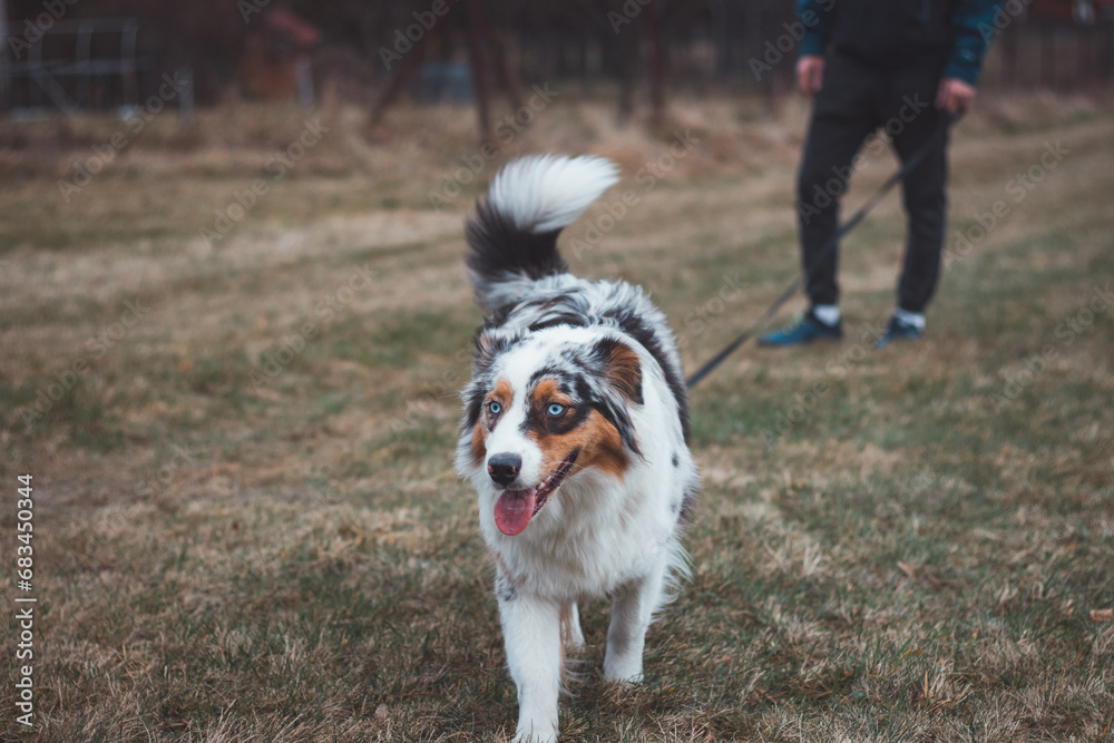 Young cynologist, a dog trainer trains a four-legged pet Australian Shepherd in basic commands using treats. Love between dog and human. Cuteness