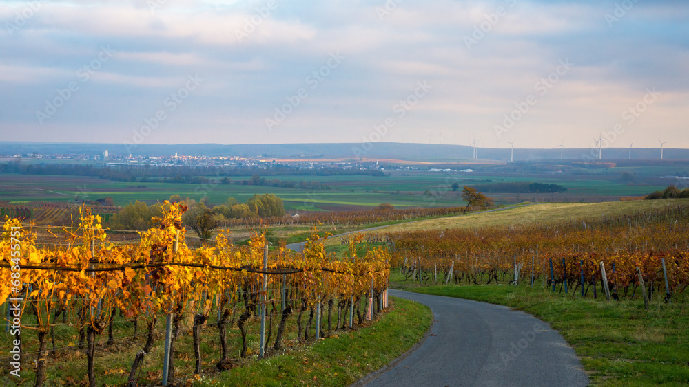 Austria, Burgenland, Oberpullendorf District, near Neckenmarkt, vineyards at sunrise in autumn, View over Deutschkreutz, Blaufraenkischland