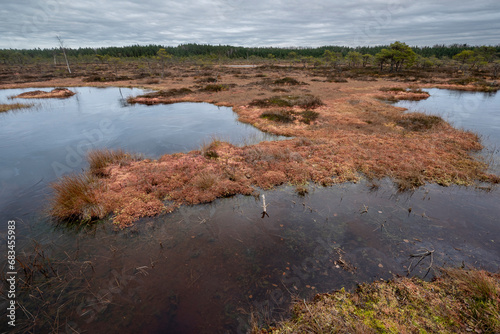 Raised bog in Estonia, Soomaa national park