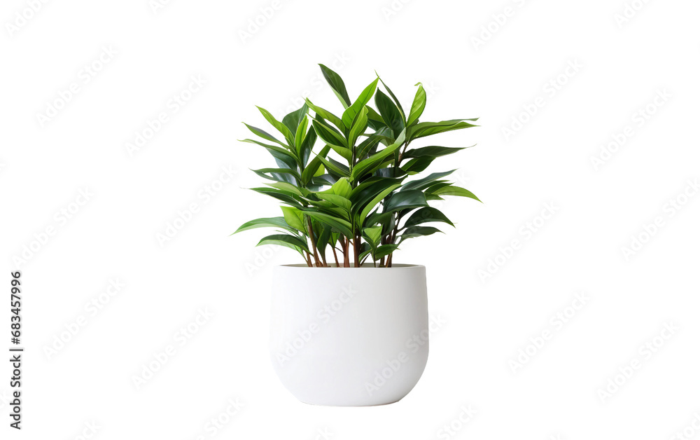 Contemporary Desk Greenery Plant Isolated on Transparent Background PNG.