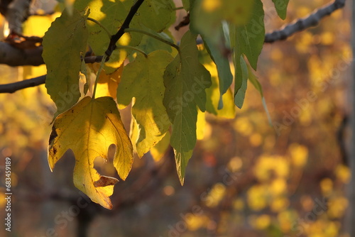 foglia di albero di fico in autunno al tramonto photo