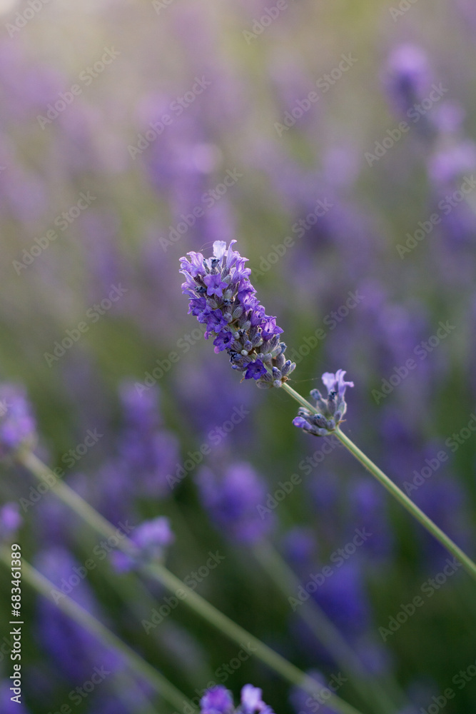 Naklejka premium Flor de lavanda