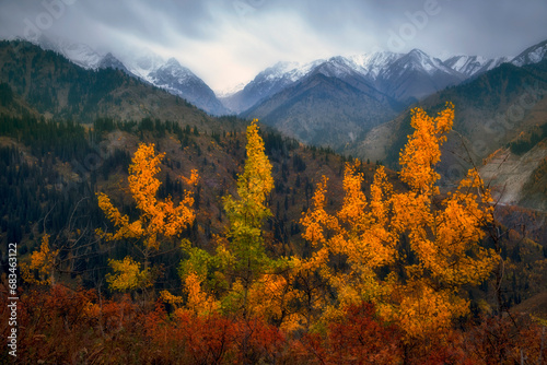 Beautiful yellow trees against background of harsh gloomy autumn mountains