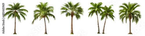 A set of coconut palm images cut out on a transparent background. Close-up of exotic trees in PNG format, side view. Clipart of trees to insert into a set or project. photo
