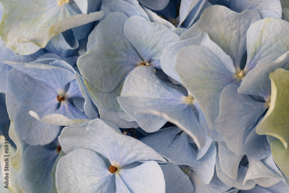 Macro photograph of a blue hydrangea. Blue flowers for the background. Macro background.