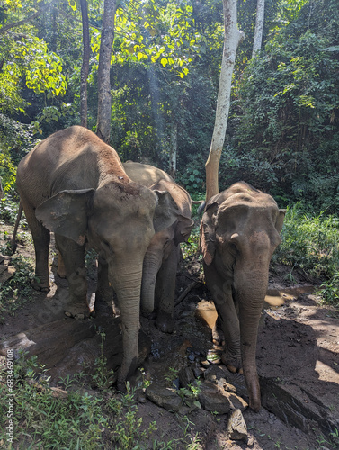 Elephant Sanctuary (ID: 683469108)
