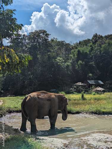 Elephant Sanctuary (ID: 683469124)