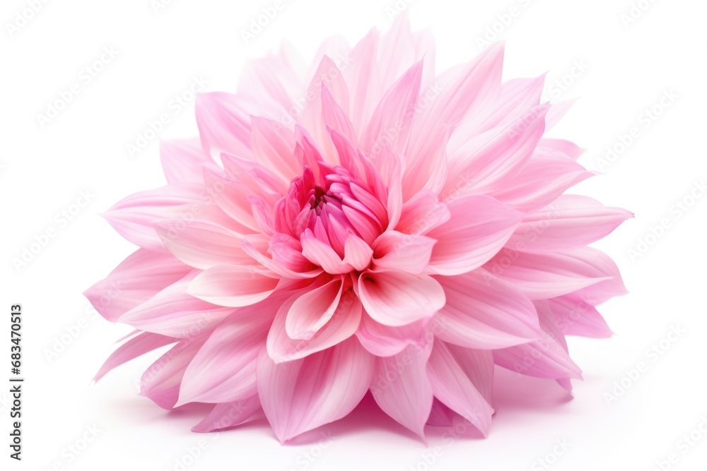 A detailed view of a pink flower on a plain white background. This image can be used for various purposes, such as floral designs, nature themes, or as a symbol of beauty and elegance A detailed view of a pink flower on a plain white background. This image can be used for various purposes, such as floral designs, nature themes, or as a symbol of beauty and elegance