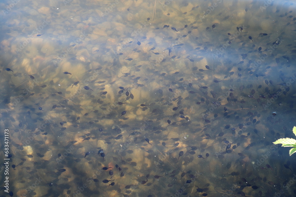 Several tadpole in the water. Soon to be frogs. Summer day.